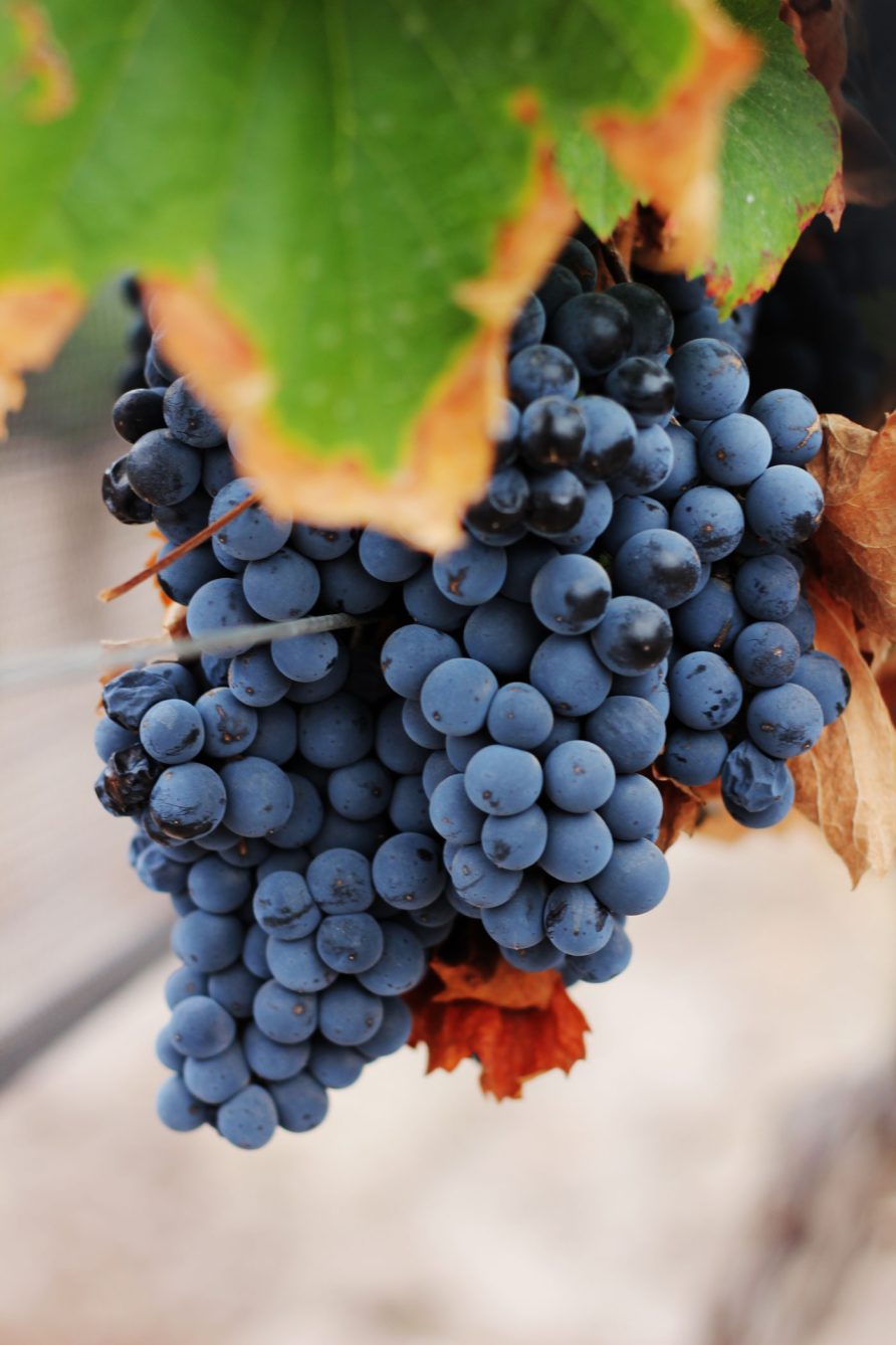 Experiencia Malbec